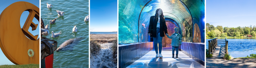 Burr Point, Portavogie Harbour seal, Cloughey Beach, Exploris Aquarium and Mount Stewart